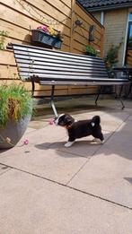 2 Welsh Corgi Cardigan pups, Dieren en Toebehoren, Parvo, 8 tot 15 weken, Meerdere, Nederland