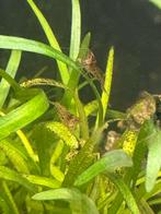 Garnalen, Dieren en Toebehoren, Kreeft, Krab of Garnaal