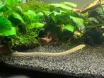 Hele aquarium met planten en vissen, Dieren en Toebehoren, Vis
