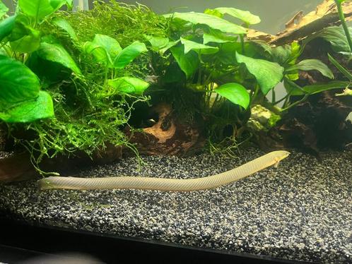 Hele aquarium met planten en vissen, Dieren en Toebehoren, Vissen | Aquariumvissen, Vis