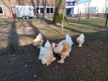 Brahma Lemon Pyle ruilen beschikbaar voor biedingen