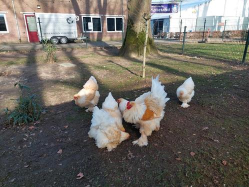 Brahma Lemon Pyle ruilen, Dieren en Toebehoren, Pluimvee, Kip, Mannelijk