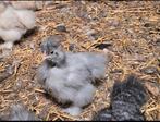 Mooie usa zijdehoen haan, Dieren en Toebehoren, Pluimvee, Mannelijk, Kip