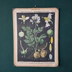 Vintage poster van Solanum tuberosum ( aardappelplant ), Deurposter of groter, Ophalen of Verzenden, Dier of Natuur, Rechthoekig Staand