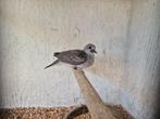 Diamantduif, Geslacht onbekend, Tropenvogel, Geringd