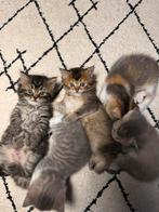 5 prachtige kittens. Scottish fold x Europese korthaar., Dieren en Toebehoren, Katten en Kittens | Raskatten | Korthaar, Meerdere dieren