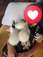 Baby dwergkonijntjes v.a. 22 sept, Dieren en Toebehoren, Meerdere dieren, Dwerg