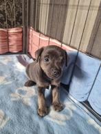 3 mooie blue and tan jack russell puppies, Dieren en Toebehoren, Honden | Jack Russells en Terriërs, Jack Russell Terriër, 8 tot 15 weken