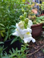 Witgele leeuwebekjes zaad uit biologische tuin, Tuin en Terras, Bloembollen en Zaden, Ophalen of Verzenden, Voorjaar, Volle zon