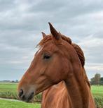 Grote sociale/lieve 3 jarige hengst (vos), 175 cm of meer, Dressuurpaard, Hengst, 3 tot 6 jaar