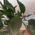 epipremnum pinnatum shangri la stek nr 72, Ophalen of Verzenden, Overige soorten, Minder dan 100 cm