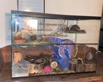 Terrarium 75x50x40, Dieren en Toebehoren, Zo goed als nieuw, Hok, Hamster, 75 tot 110 cm