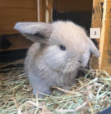 Knap Minilop-mopje (dwerghangoor) alvast te reserveren! beschikbaar voor biedingen