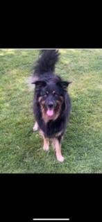 ter adoptie Nora, Dieren en Toebehoren, Honden | Niet-rashonden, België, Particulier, Rabiës (hondsdolheid), Eén hond