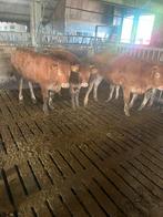 Mooi koppeltje Limousin pinken, Vrouwelijk, 0 tot 2 jaar