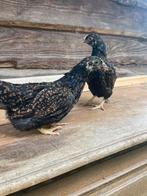 Barnevelder kriel zilver/goud dubbelgezoomd hennetjes, Meerdere dieren, Kip