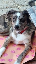 Goed thuis gezocht voor lieve pup van 7 maand., 15 weken tot 1 jaar, Reu, CDV (hondenziekte), Eén hond