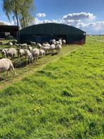 Demontabele schapenstal, Dieren en Toebehoren, Schapen, Geiten en Varkens, Meerdere dieren