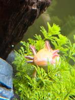 Axolotl in de maak., Dieren en Toebehoren, Reptielen en Amfibieën, Slang, 0 tot 2 jaar