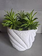 Peperomia 'Happy Bean" in witte met structuur stenen pot, Vetplant, Ophalen of Verzenden, In pot, Minder dan 100 cm