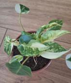Philodendron burle marx variegata, Huis en Inrichting, Kamerplanten, Ophalen of Verzenden, Halfschaduw, Minder dan 100 cm