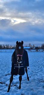 Te koop lieve 2 jarige ruin., Ruin, Ontwormd, 0 tot 2 jaar