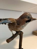 Opgezette Vlaamse Gaai, Verzamelen, Dierenverzamelingen, Ophalen of Verzenden, Vogel, Opgezet dier