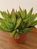 Aloe - mooie volle plant, Ophalen, Overige soorten, Halfschaduw, Minder dan 100 cm
