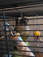 Pyrrhura 2 koppels incl kooi, Meerdere dieren, Parkiet