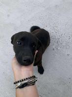 Pip en Puck teefje 7 maanden klein & klein medium, Dieren en Toebehoren, Honden | Niet-rashonden, Particulier, Rabiës (hondsdolheid)