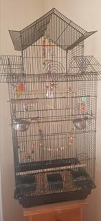 Leuke gezellige agapornis/dwerg papagaai met kooit te koop., Dieren en Toebehoren, Geslacht onbekend