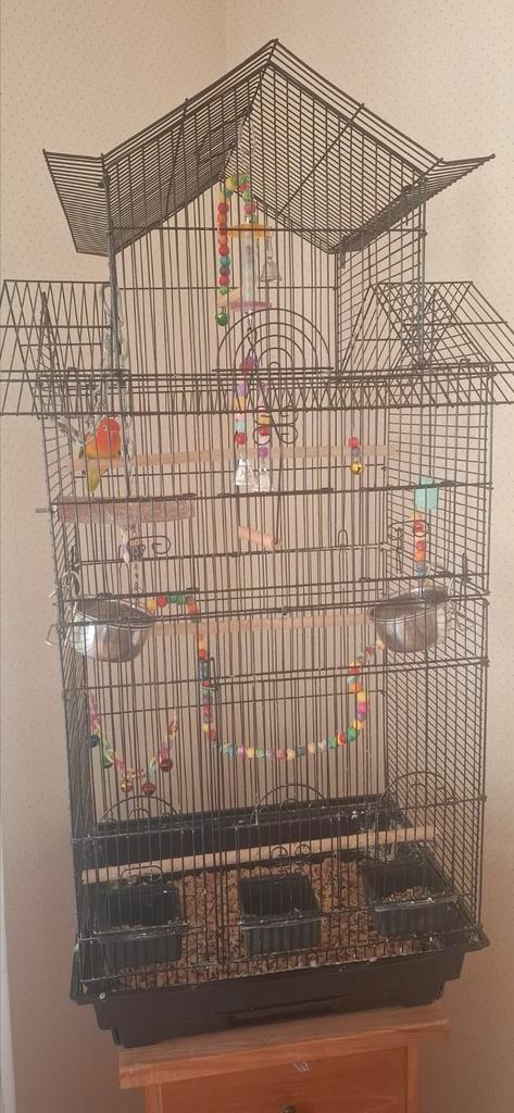 Leuke gezellige agapornis/dwerg papagaai met kooit te koop., Dieren en Toebehoren, Vogels | Kanaries, Geslacht onbekend