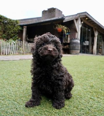 Toy Poedel pup | Reutje | Choco | Toypoedel beschikbaar voor biedingen