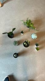 Diverse kleine kunstplantjes (cactus), Huis en Inrichting, Kamerplanten, Ophalen of Verzenden, Cactus, Volle zon, Minder dan 100 cm