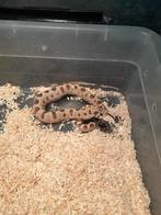 Heterodon nasicus morphs nk 2023 3.3, Dieren en Toebehoren, Reptielen en Amfibieën, Slang, 0 tot 2 jaar