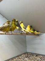 Border Kanaries, Dieren en Toebehoren, Vogels | Kanaries, Meerdere dieren