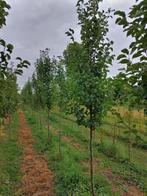 Pyrus Chanticleer/sierpeer, Ophalen, Lente, Overige soorten, Volle zon