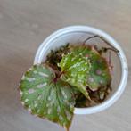 Begonia Roseopunctata, Ophalen of Verzenden, Overige soorten, Minder dan 100 cm