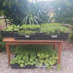 tomaten planten , komkommer, Courgette,  jalapeño (moestuin), Tuin en Terras, Planten | Tuinplanten, Ophalen, Volle zon, Groenteplanten