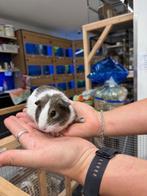 Te koop jonge cavia's zeugjes / vrouwtjes, Vrouwelijk, Cavia, Na 1 juli 2024