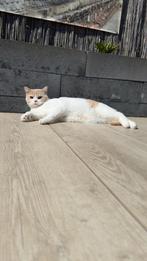 Britse korthaar kater Tommy, Dieren en Toebehoren, Katten en Kittens | Raskatten | Korthaar, Kater