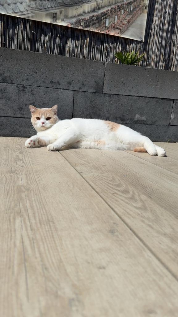 Britse korthaar kater Tommy, Dieren en Toebehoren, Katten en Kittens | Raskatten | Korthaar, Kater