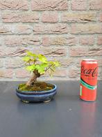 acer campestre bonsai, Tuin en Terras, Planten | Bomen, Bloeit niet, Halfschaduw, Minder dan 100 cm, Overige soorten