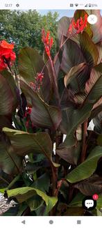 Canna knollen, Tuin en Terras, Bloembollen en Zaden, Ophalen, Voorjaar, Volle zon, Knol