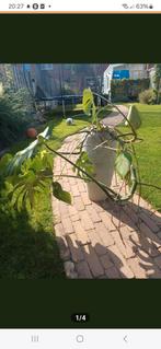 Grote Monstera in Hoge Pot (62cm), Tuin en Terras, Ophalen