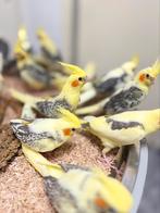Jonge valkparkieten, Meerdere dieren, Papegaai, Pratend