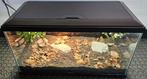 Twee Griekse landschildpadjes incl. terrarium, Dieren en Toebehoren, Schildpad, Met terrarium, 0 tot 2 jaar