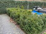 Taxus Baccata (10 stuks, 90cm hoog), Tuin en Terras, Haag, Minder dan 100 cm, Taxus, Ophalen