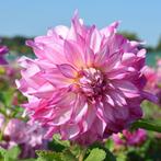 Meerdere Colorado Classic dahliaknol, Ophalen, Voorjaar, Halfschaduw, Knol