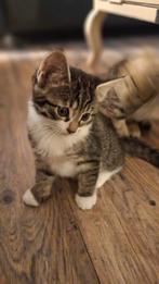 1 laatste beschikbaar! 3 prachtige lieve sociale kittens, Meerdere dieren